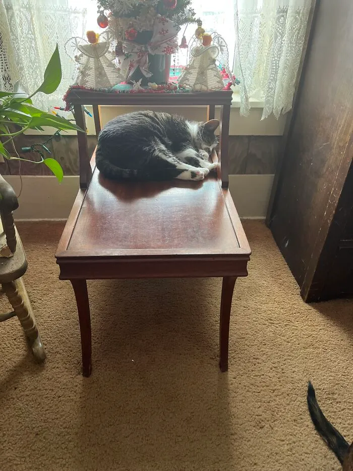 Macy Sleeping In Her Favorite Spot Above The Furnace Vent