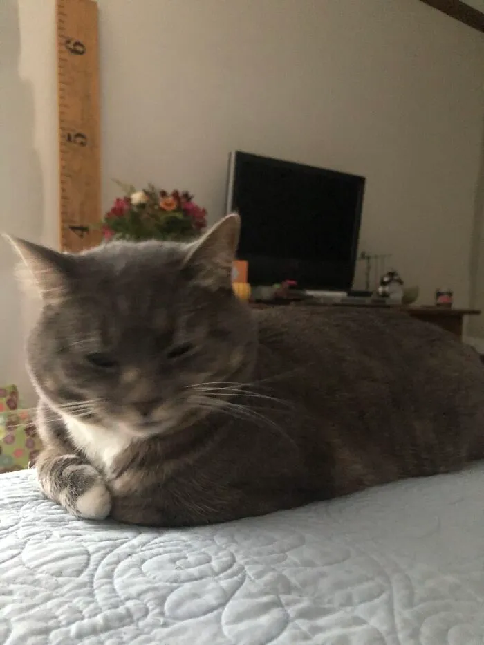 Mid Blep