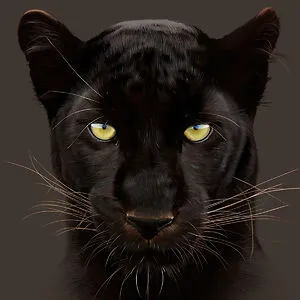 panther