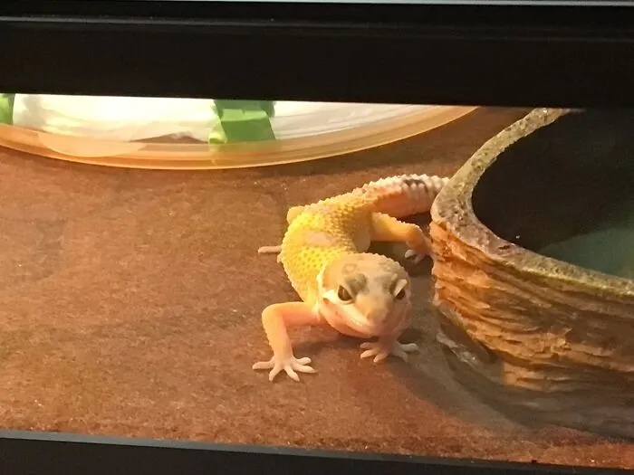 Krycek, My Silly Little Lad