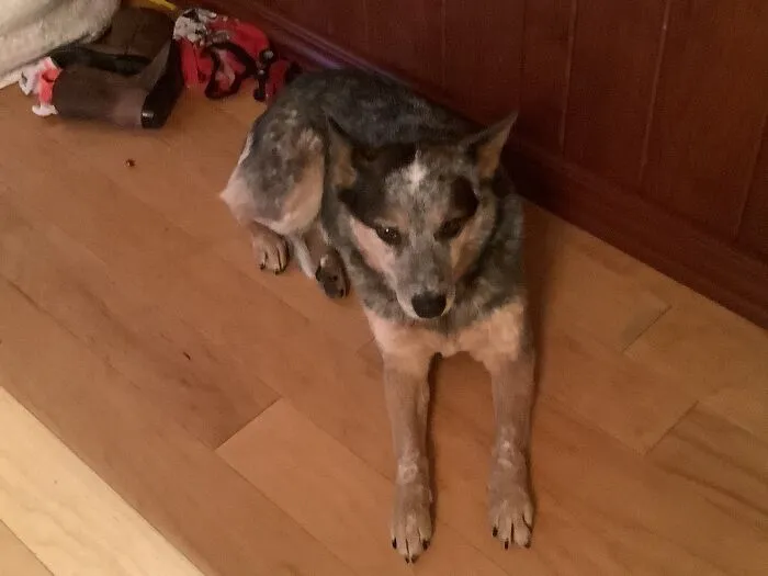 It’s Not Really Funny Or Cool But Roxie Is My Blue Heeler