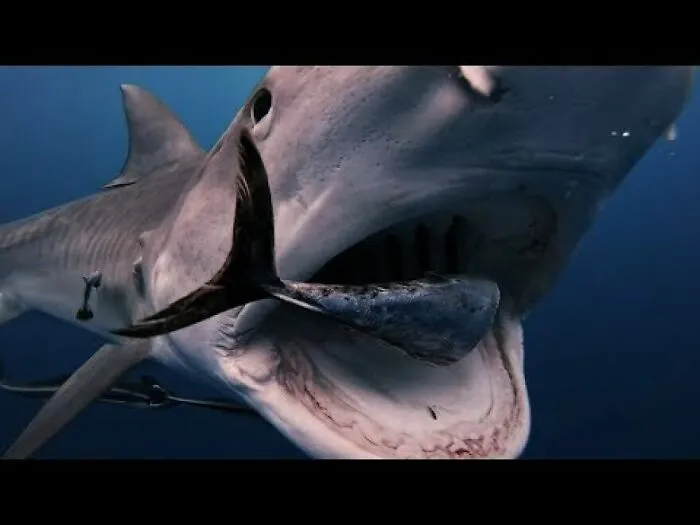 I Am An Underwater Enthusiast And Videographer, And Here Are Some Of The Closest Moments I Had With Apex Predators