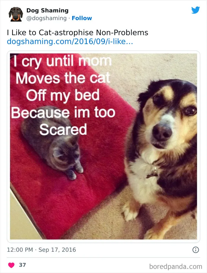 40 Times Pets Did Something Naughty And Ended Up On This “Dog Shaming” Page