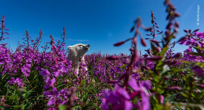 "Among The Flowers" By Martin Gregus