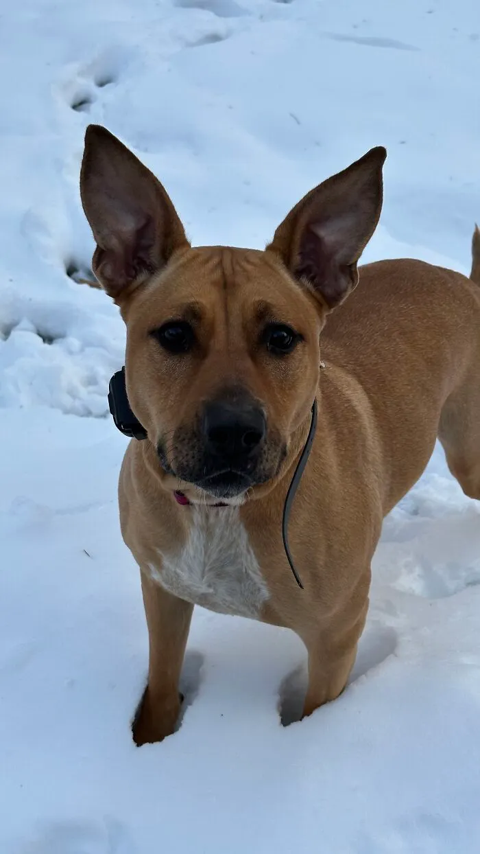 This Is My Baby Clair! Rescued At 6 Weeks She Is Now 2. She’s A German Shepherd American Staffordshire Terrier And Is Afraid Of Literally Everything