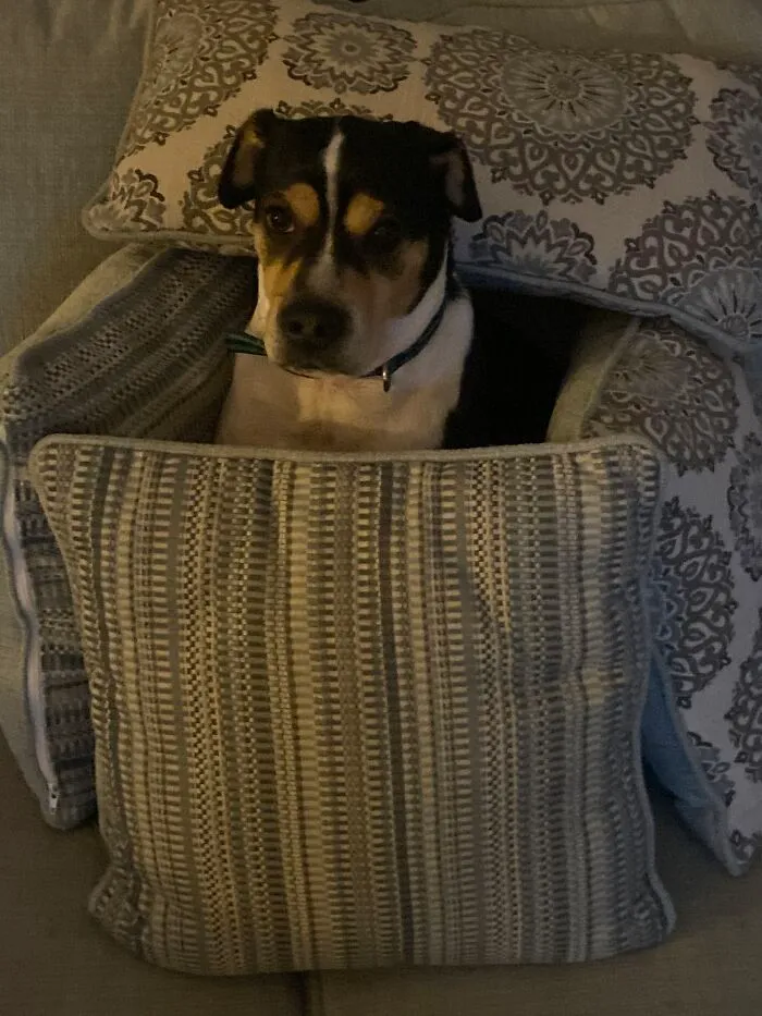 He Had His Own Little House, He Was Not Very Happy About It