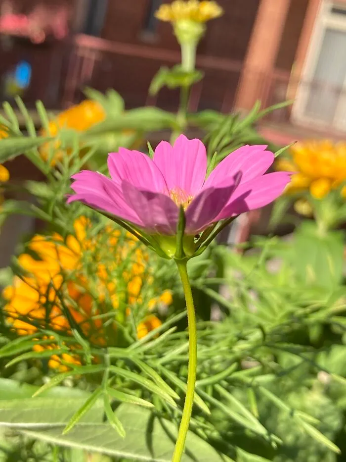 A Fragment Of My Outdoor Container Garden