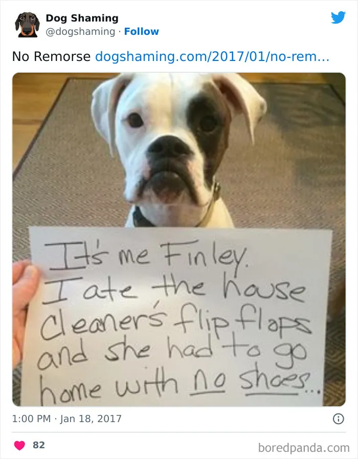 40 Times Pets Did Something Naughty And Ended Up On This “Dog Shaming” Page