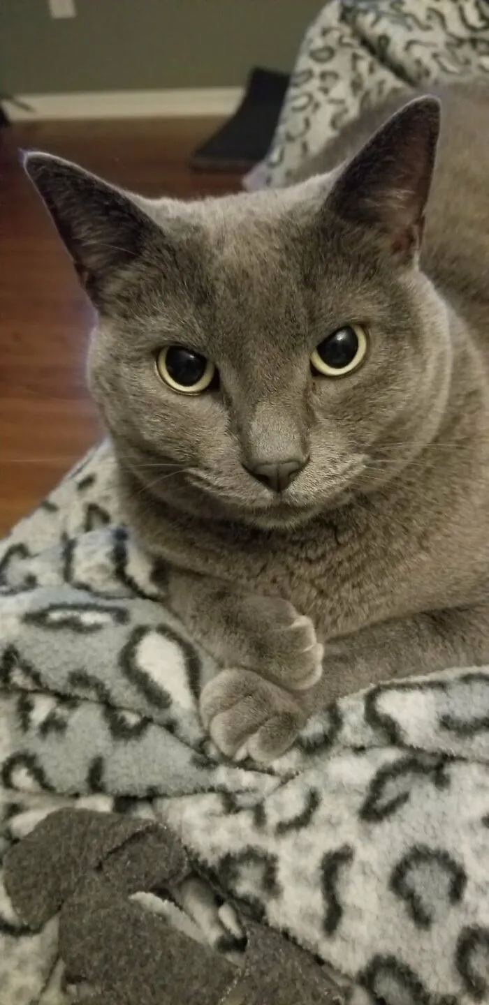 My Cat We Adopted About 5 Years Ago