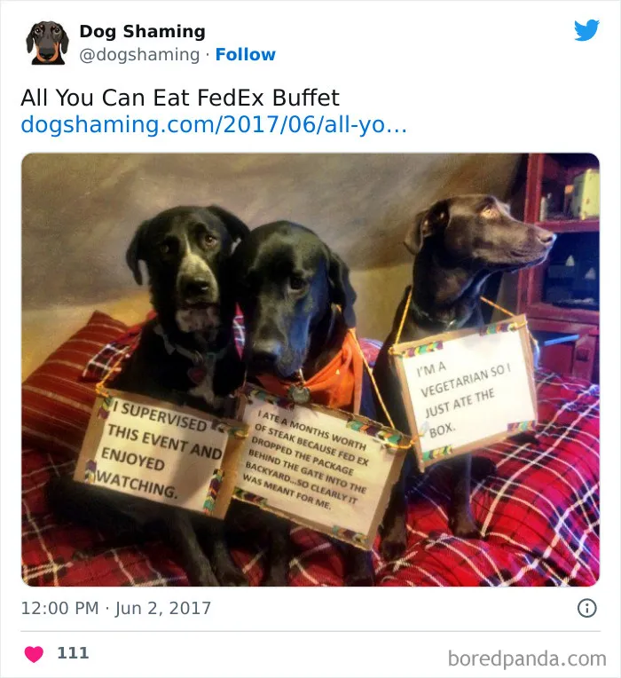 40 Times Pets Did Something Naughty And Ended Up On This “Dog Shaming” Page
