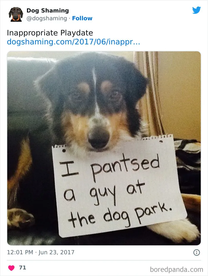 40 Times Pets Did Something Naughty And Ended Up On This “Dog Shaming” Page