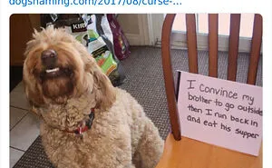 40 Times Pets Did Something Naughty And Ended Up On This “Dog Shaming” Page