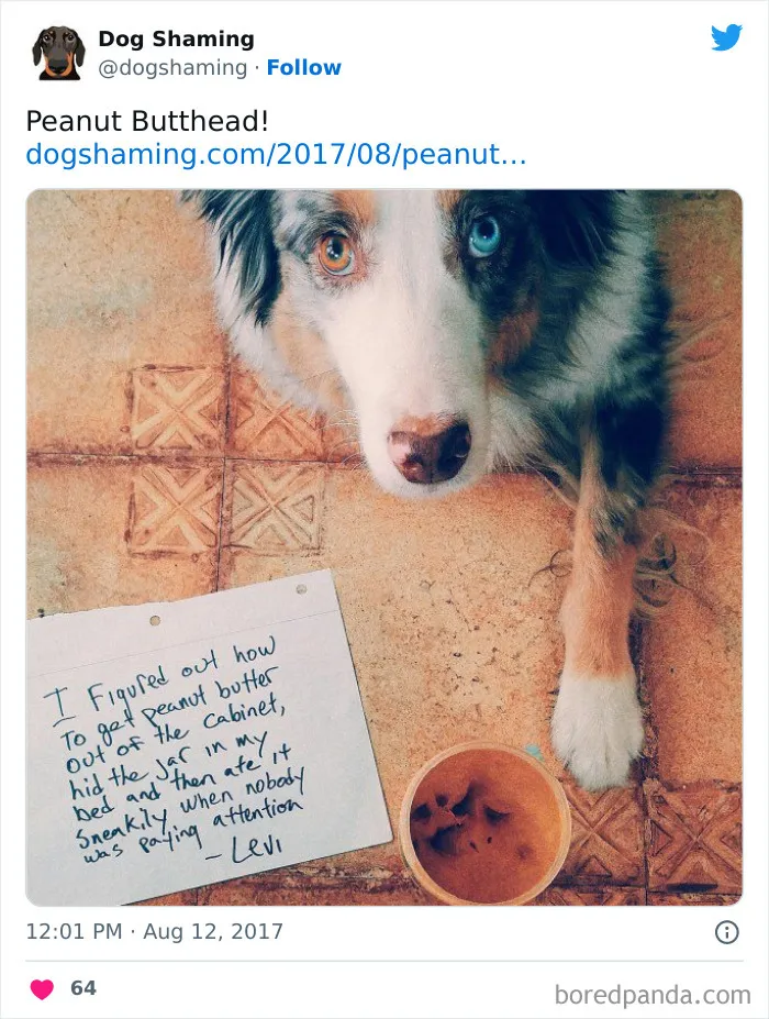 40 Times Pets Did Something Naughty And Ended Up On This “Dog Shaming” Page