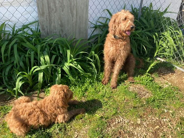 Precious Puppies (Owners Found)