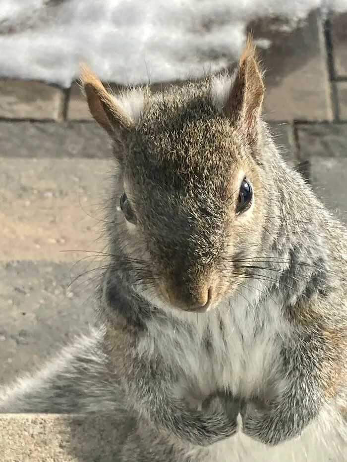 Meet Almond