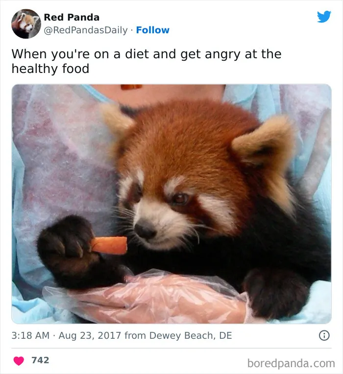 120 Funny Tweets About Dieting To Burn Extra Calories Laughing
