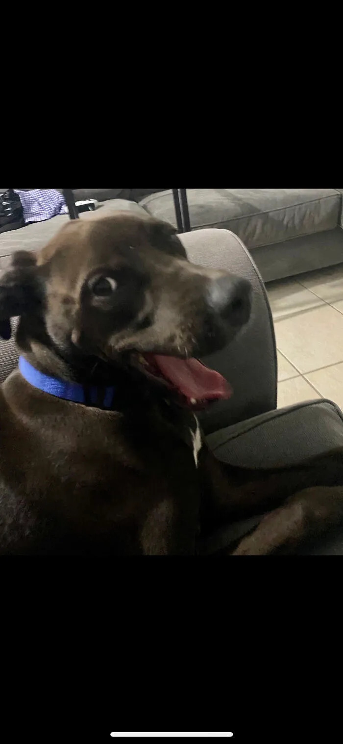 My Dog Rollie In Mid Yawn