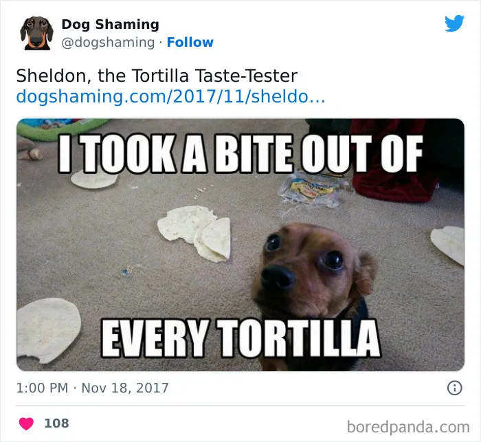 40 Times Pets Did Something Naughty And Ended Up On This “Dog Shaming” Page