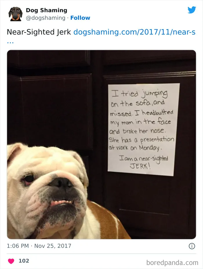 40 Times Pets Did Something Naughty And Ended Up On This “Dog Shaming” Page