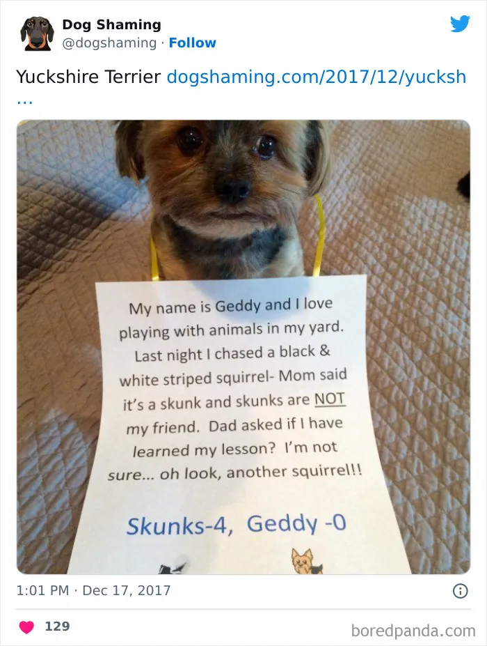 40 Times Pets Did Something Naughty And Ended Up On This “Dog Shaming” Page