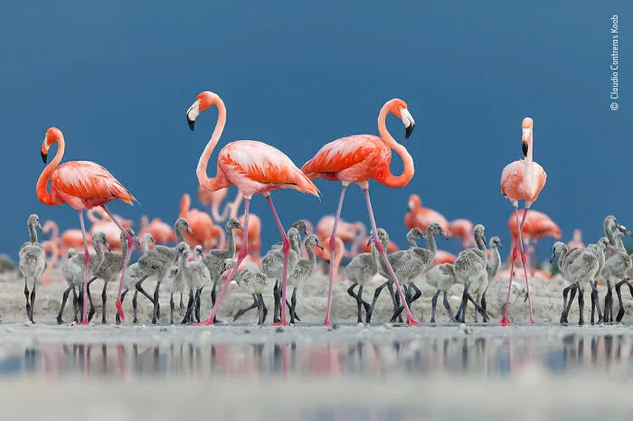 "Caribbean Crèche" By Claudio Contreras Koob