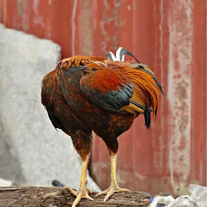 Headless chicken