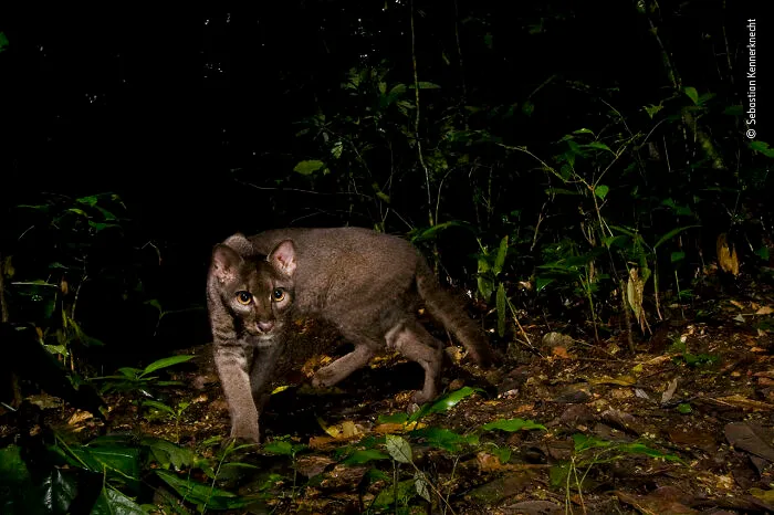 "The Elusive Golden Cat" By Sebastian Kennerknecht