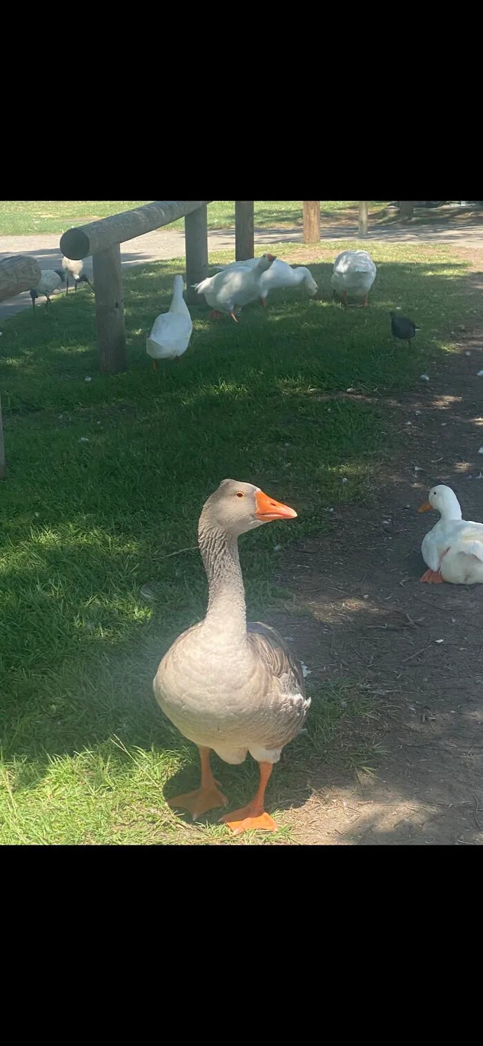 What A Goose!
