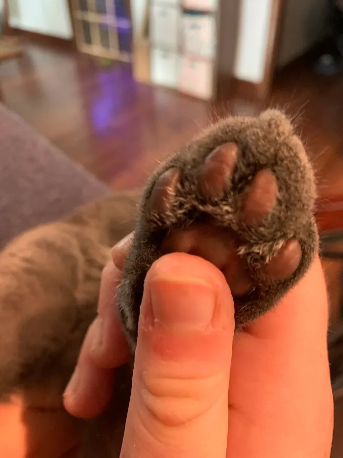Little Purple Beans