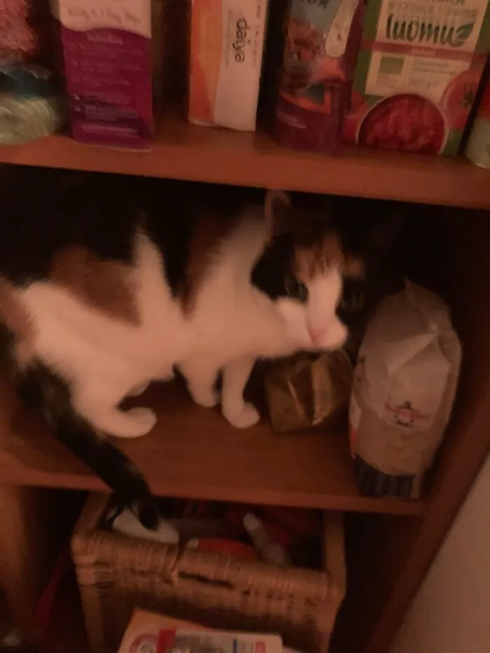 My Cat At 3am