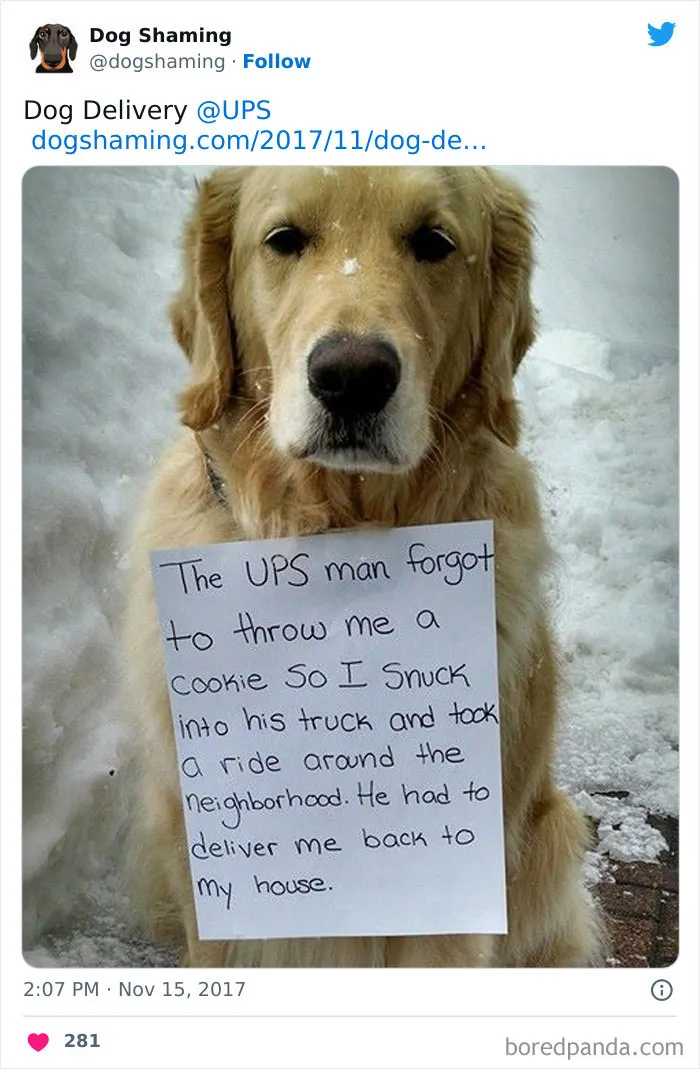 40 Times Pets Did Something Naughty And Ended Up On This “Dog Shaming” Page
