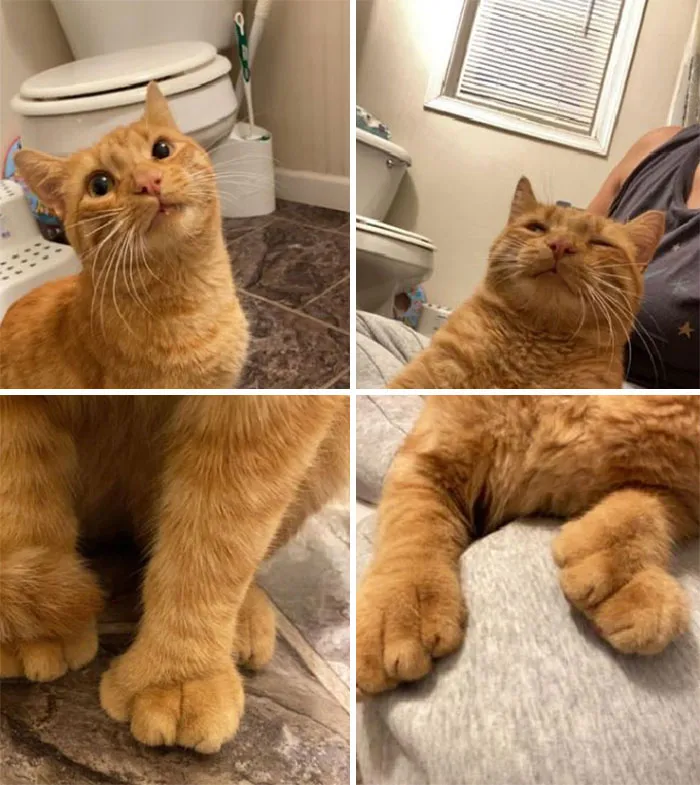 Este es mi baño y mi regazo, pero ese no es mi gato. Regresé a casa del trabajo a las 6 a.m. y este chico decidió seguirme dentro. ¡Ah! Y tiene algunos deditos extra
