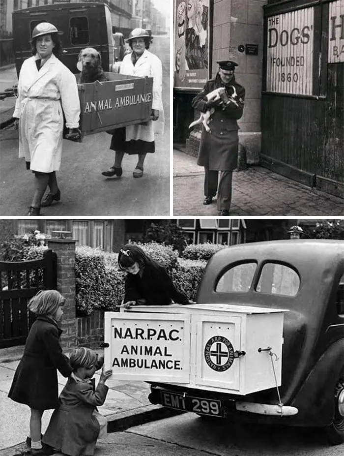 Mascotas durante el bombardeo
