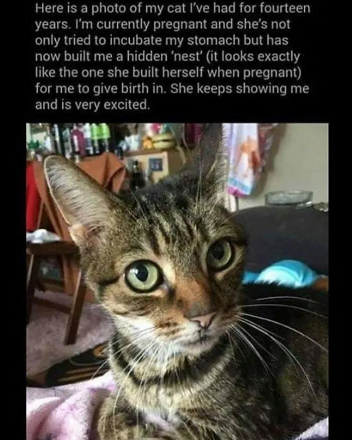 "Meow Incorporated": 50 Perfectly Accurate Memes That Capture What It’s Like Living With Cats