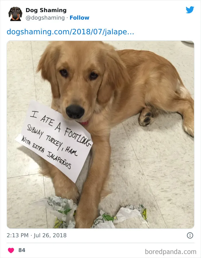 40 Times Pets Did Something Naughty And Ended Up On This “Dog Shaming” Page