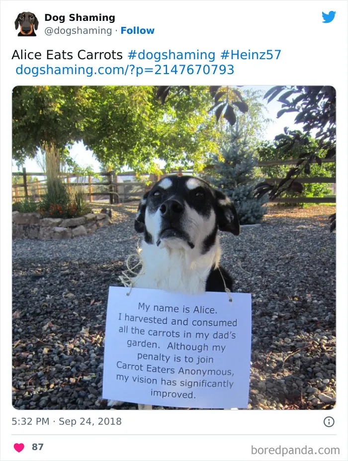 40 Times Pets Did Something Naughty And Ended Up On This “Dog Shaming” Page