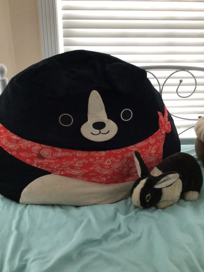 The Dog Is Named Copper. He Has Very Little Sentimental Value, He Just Is Comfy To Sleep On. The Bunny Is Named Bunny. My Childhood Friend Gave Him To Me When We Were 8. (We’re 17 Now And Still Stay In Touch)