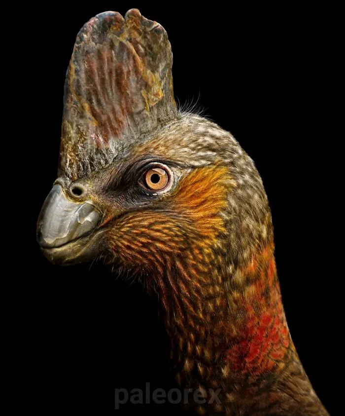 Corythoraptor