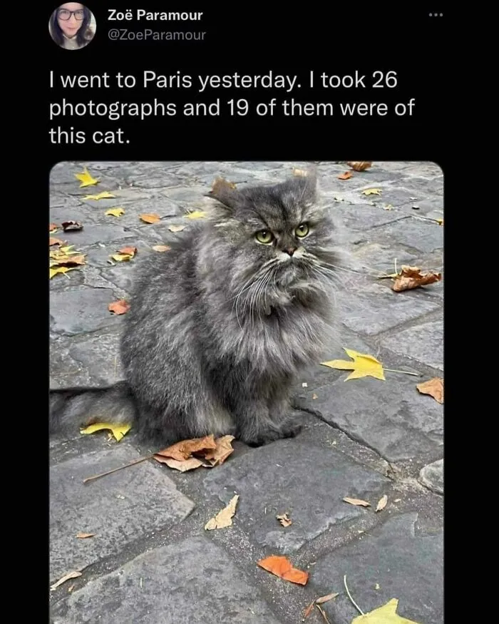 "Meow Incorporated": 50 Perfectly Accurate Memes That Capture What It’s Like Living With Cats