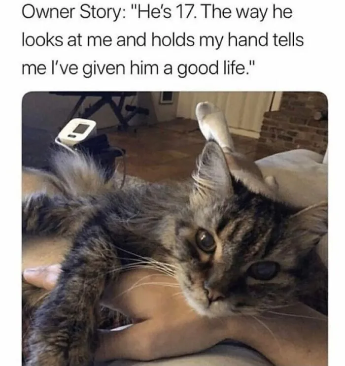 "Meow Incorporated": 50 Perfectly Accurate Memes That Capture What It’s Like Living With Cats