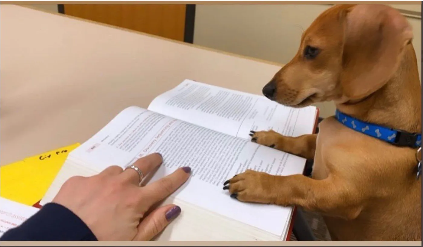 Teacher Asks Her Students To Send Pictures Of Their Pets Doing Classwork, The Results Are Insanely Adorable