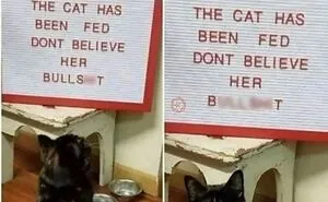"Meow Incorporated": 50 Perfectly Accurate Memes That Capture What It’s Like Living With Cats