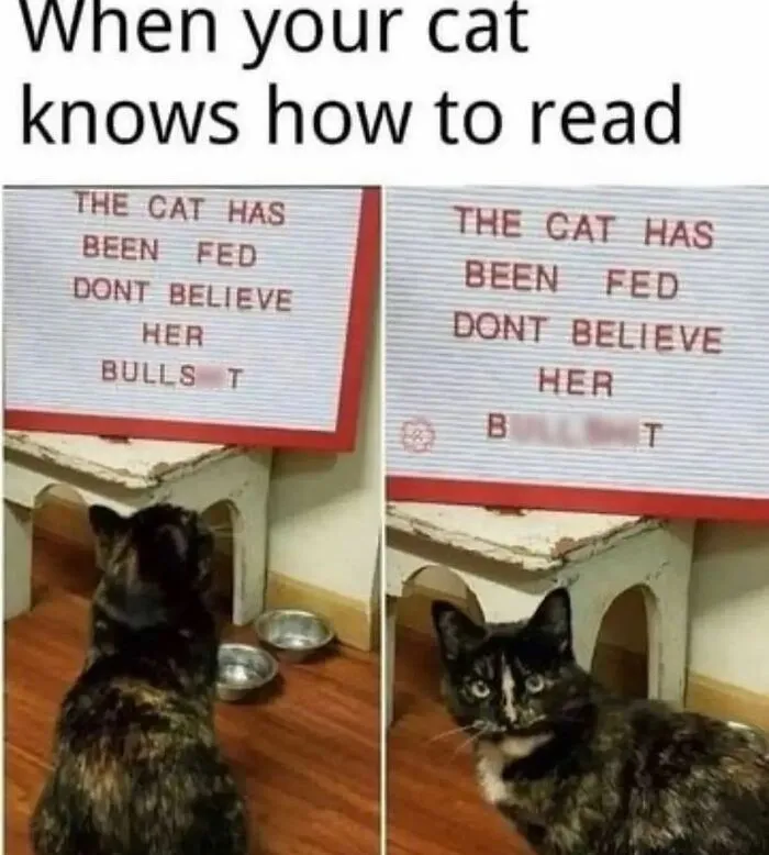 Funny-Cat-Jokes-Memes-Meow-Incorporated