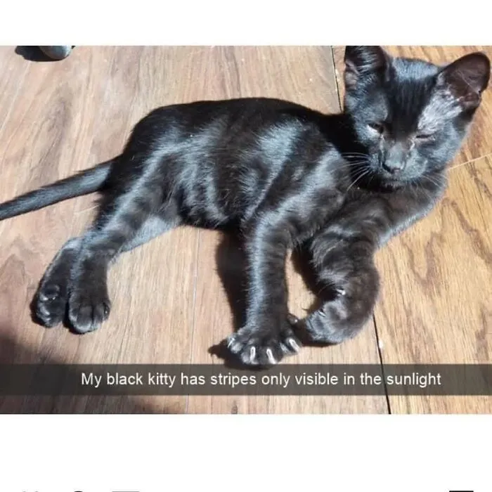 "Meow Incorporated": 50 Perfectly Accurate Memes That Capture What It’s Like Living With Cats