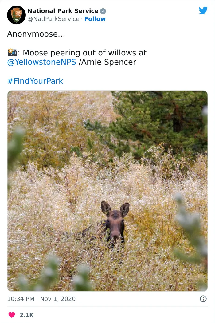 National Park Service Hired The Perfect Social Media Person As Their Tweets Are Hilarious So Here Are 34 Of The Best Ones