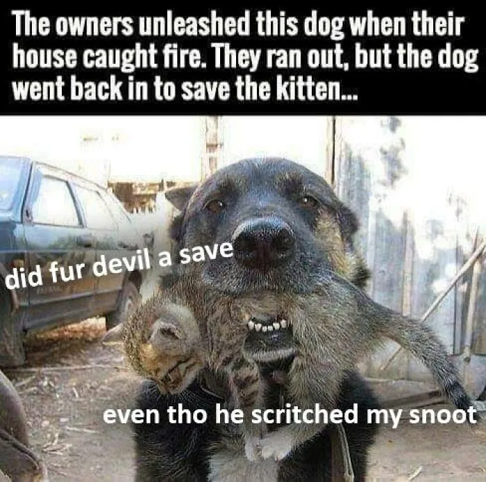 "Meow Incorporated": 50 Perfectly Accurate Memes That Capture What It’s Like Living With Cats