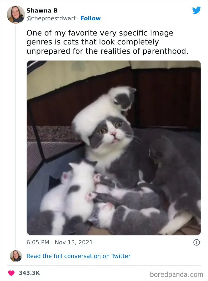 Meow_irl