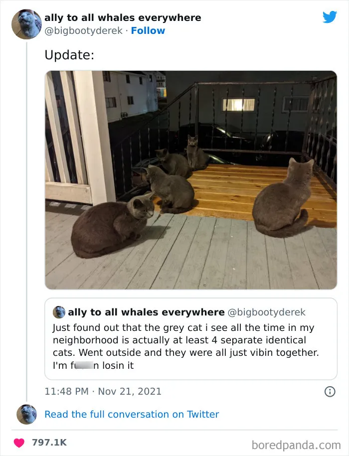 50 Times Cats Did Such Hilarious And Weird Things, Their Owners Just Had To Share The Pics Online (New Pics)