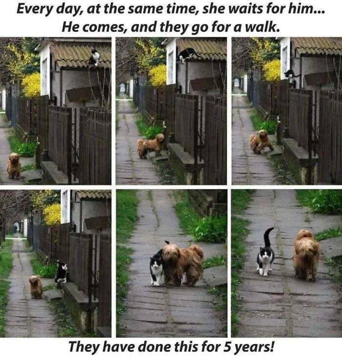 "Meow Incorporated": 50 Perfectly Accurate Memes That Capture What It’s Like Living With Cats