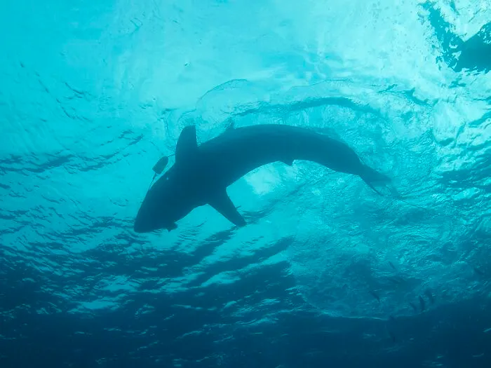 30 Of The Most Unusual, Most Mysterious, Or Just Weird Things Seafarers Ever Experienced During Their Journeys